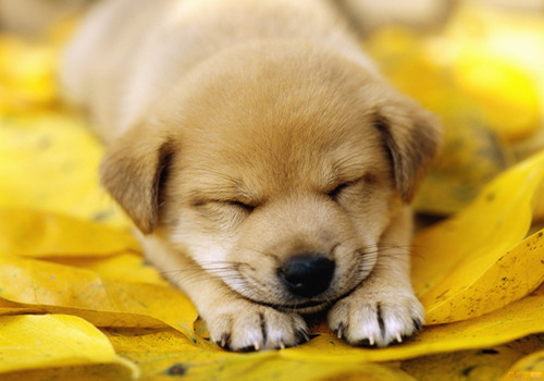 新手养宠:一个月的小狗拉稀了怎么办?