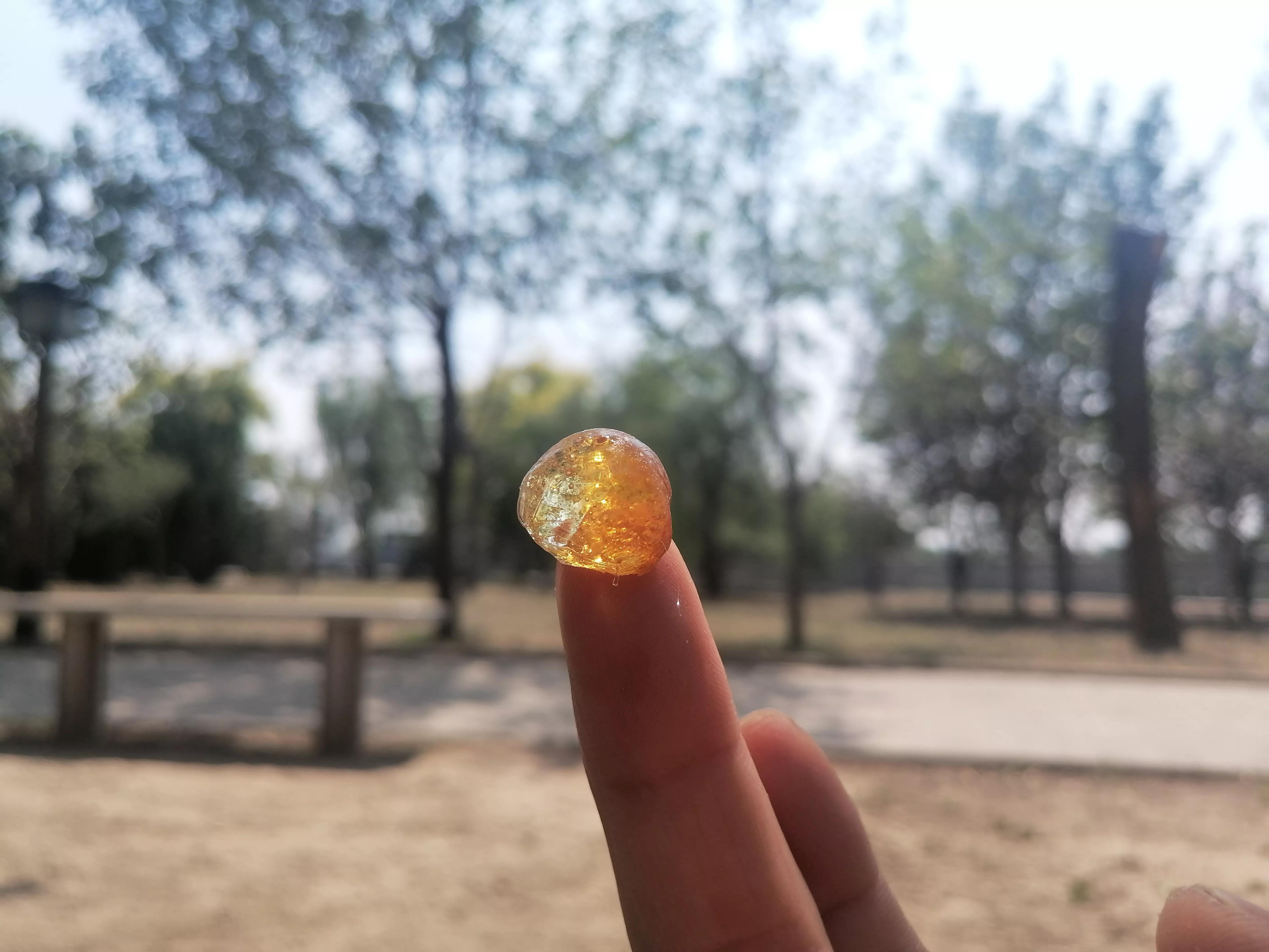 桃胶采摘多少钱,桃胶采摘过程