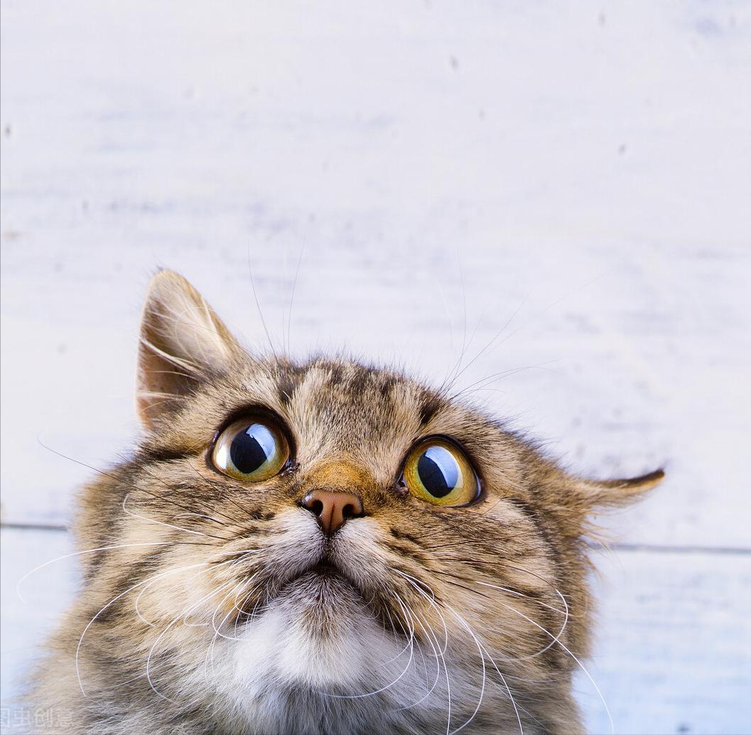 猫咪黑下巴怎么才能去除干净,猫咪小知识猫咪黑下巴了怎么办