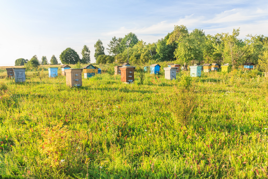 蜜蜂养殖最好的技术方法,蜜蜂养殖技术新手养殖蜜蜂必读