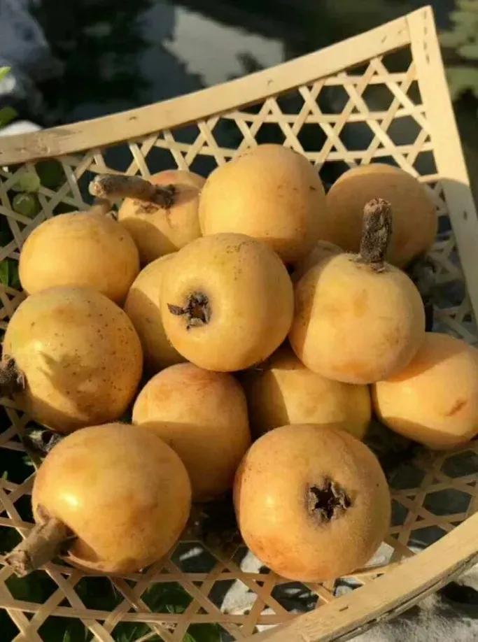 苏州东山西山包吃住农家乐推荐,苏州西山林屋洞附近包吃包住民宿