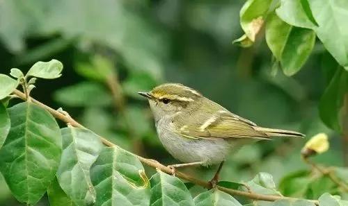 柳莺饲养知识大全