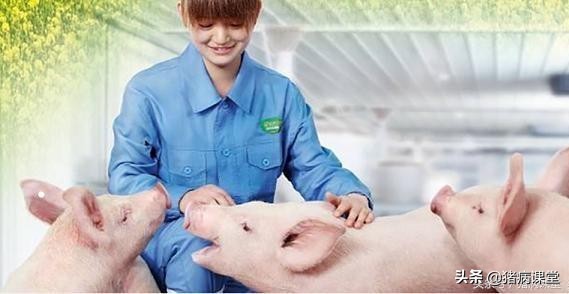 养猪治疗猪病的方法,育肥猪气喘病的治疗方法和症状