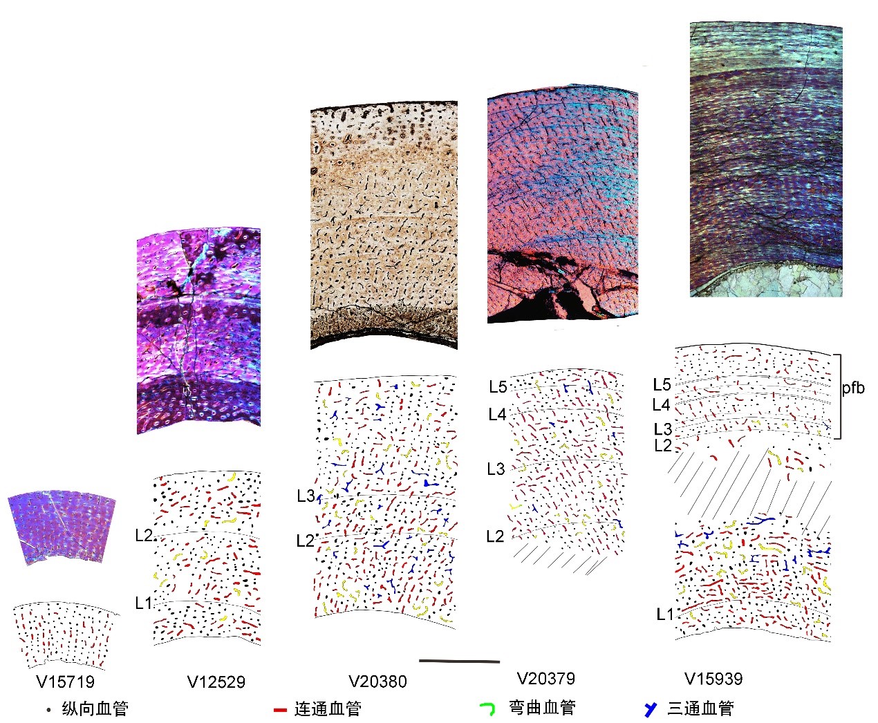 为啥恐龙可以一辈子长长长，而我们却不能？古生物学家从骨组织学上揭开了秘密