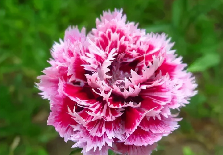 世界各国国花有哪些,各国的市花和国花有什么