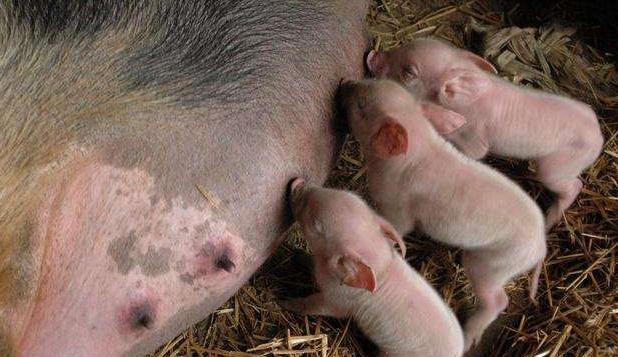 母猪产死胎黑胎什么原因,怎么从母猪产死胎判断猪病