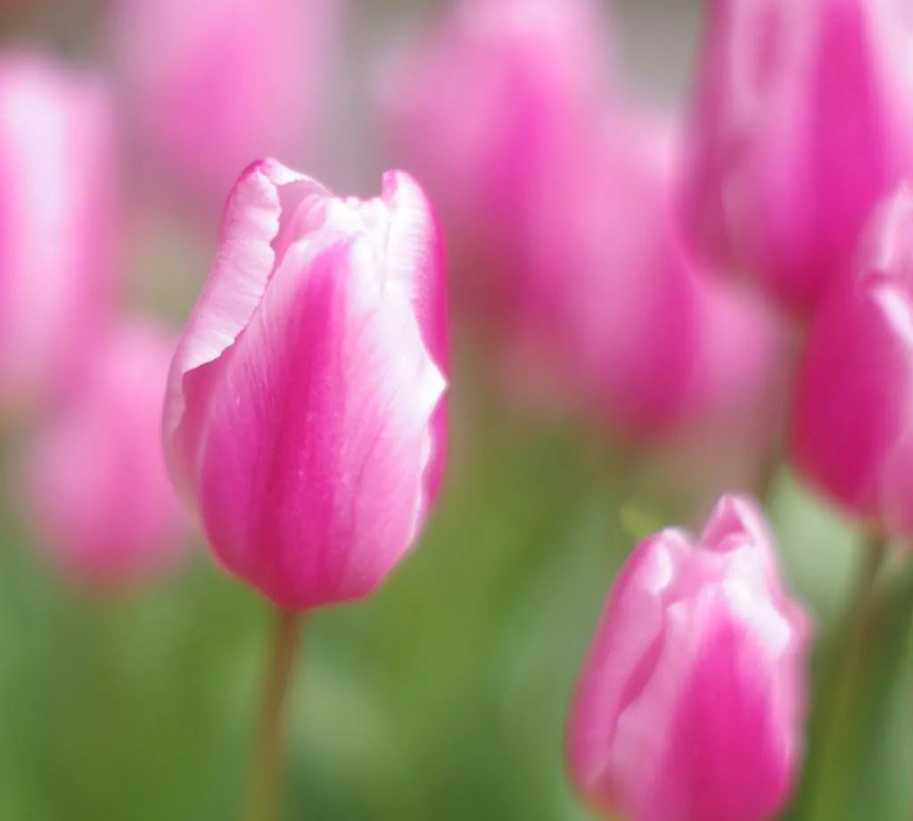 关于花的英文名昵称,关于花的女生英文名有寓意