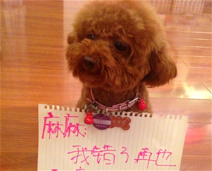 铲屎官最怕狗狗的哪些行为,铲屎官给狗狗立规矩