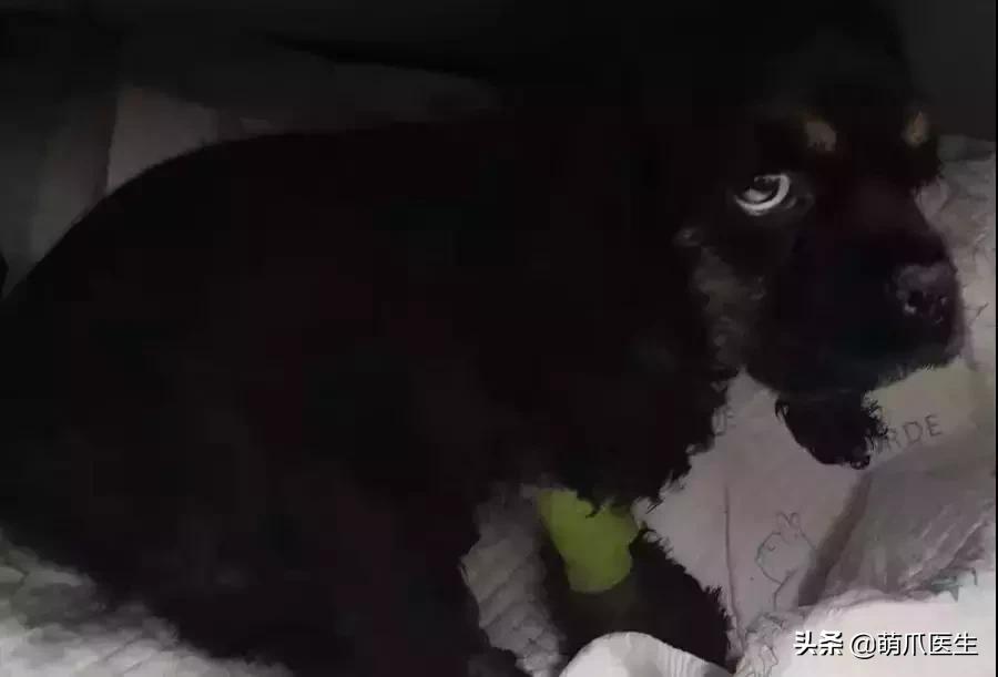 冻干粉免费用一年,免费获得冻干粉