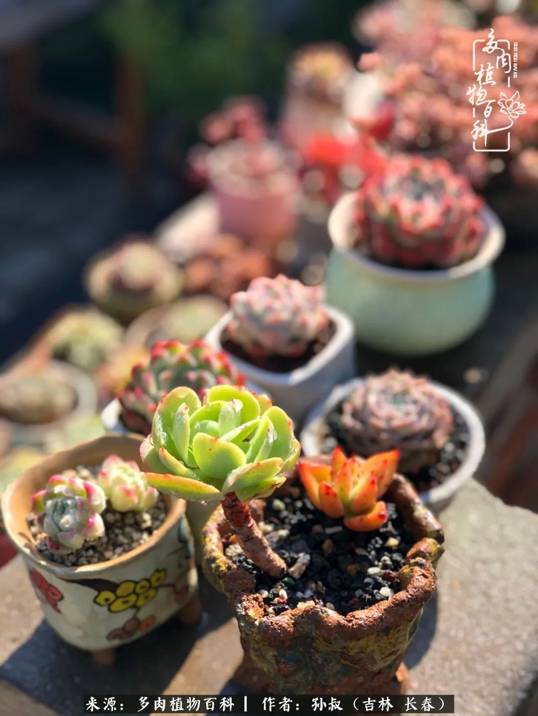 与多肉一起成长,与多肉相伴
