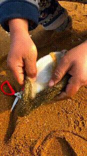 海参内脏洗不掉,为什么小摊海参不清理内脏