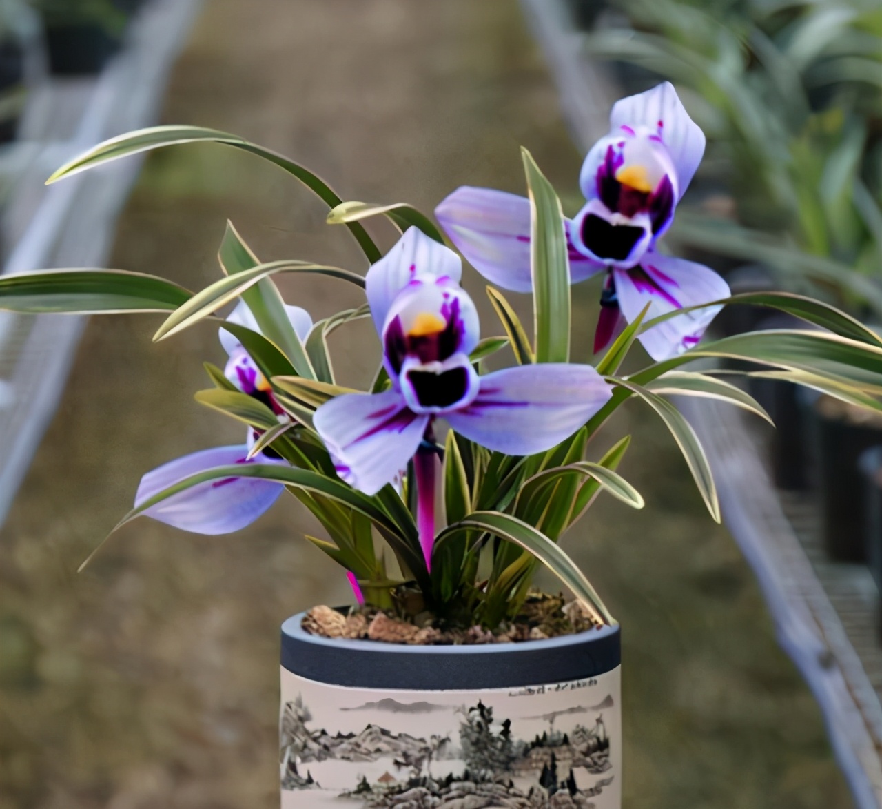 建兰金边紫月养了几年不开花,建兰紫月荷怎么分叶芽和花芽