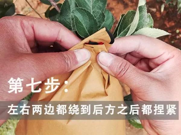 苹果套袋前打什么杀菌药好,苹果套袋的正确方法