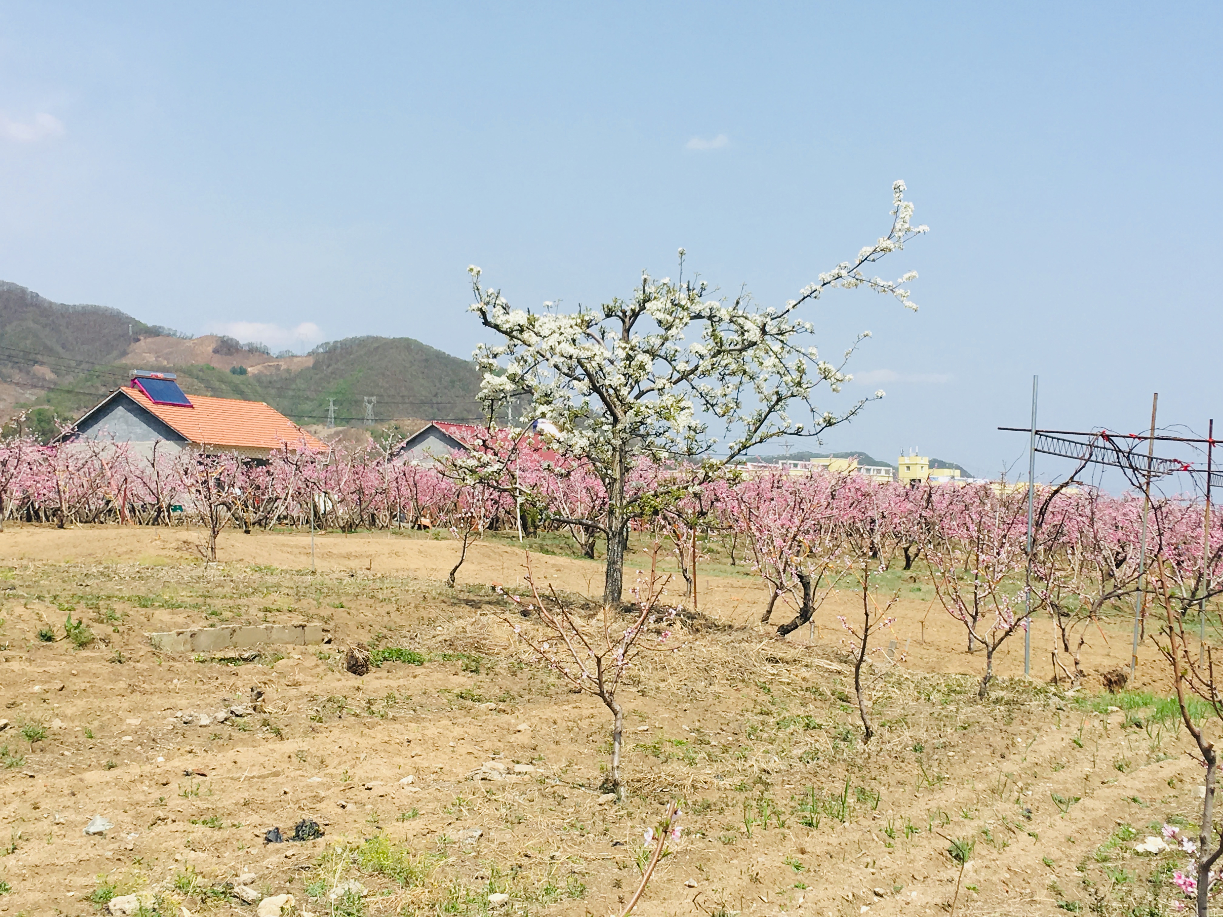 父亲与麦田,父亲与麦穗免费阅读