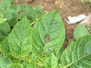 春季果园防蚜虫食心虫,蚜虫雨天怎么防治好呢图片