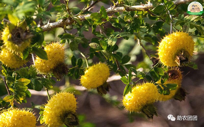 助农团团所有视频,贵州助农团团最新视频