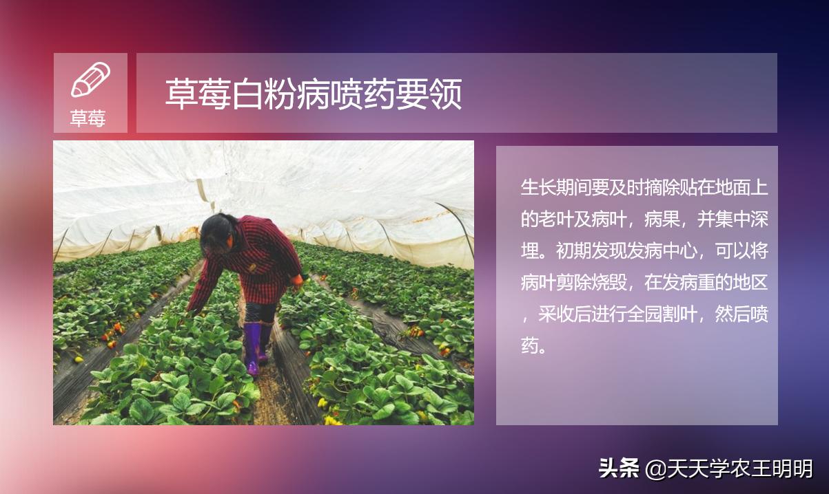 草莓长白毛是白粉病吗,草莓叶片上出现粉色白斑防治方法