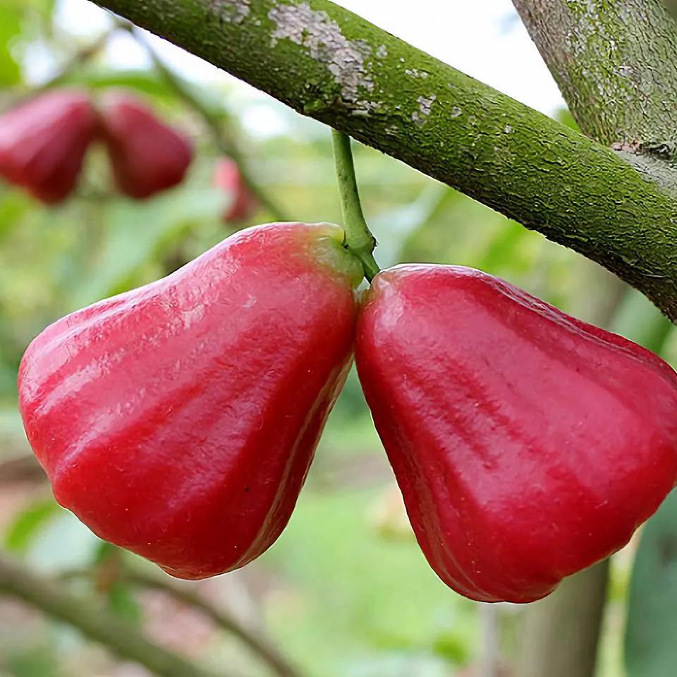 一年四季的时令蔬菜,一年四季的时令水果大全