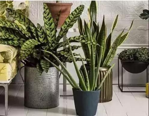 什么植物甲醛吸附好,房间里吸收甲醛的植物有哪些