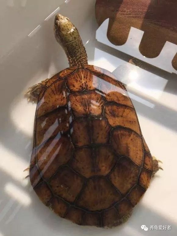 野生龟能在原地生活吗,没有野生龟会怎样