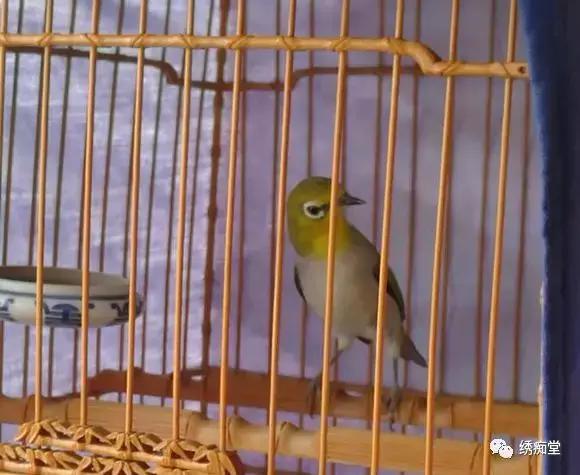 桃花季早鸟,桃花绣眼鸟多久开叫