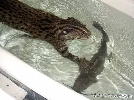 玩水的小猫咪,戏水小猫咪