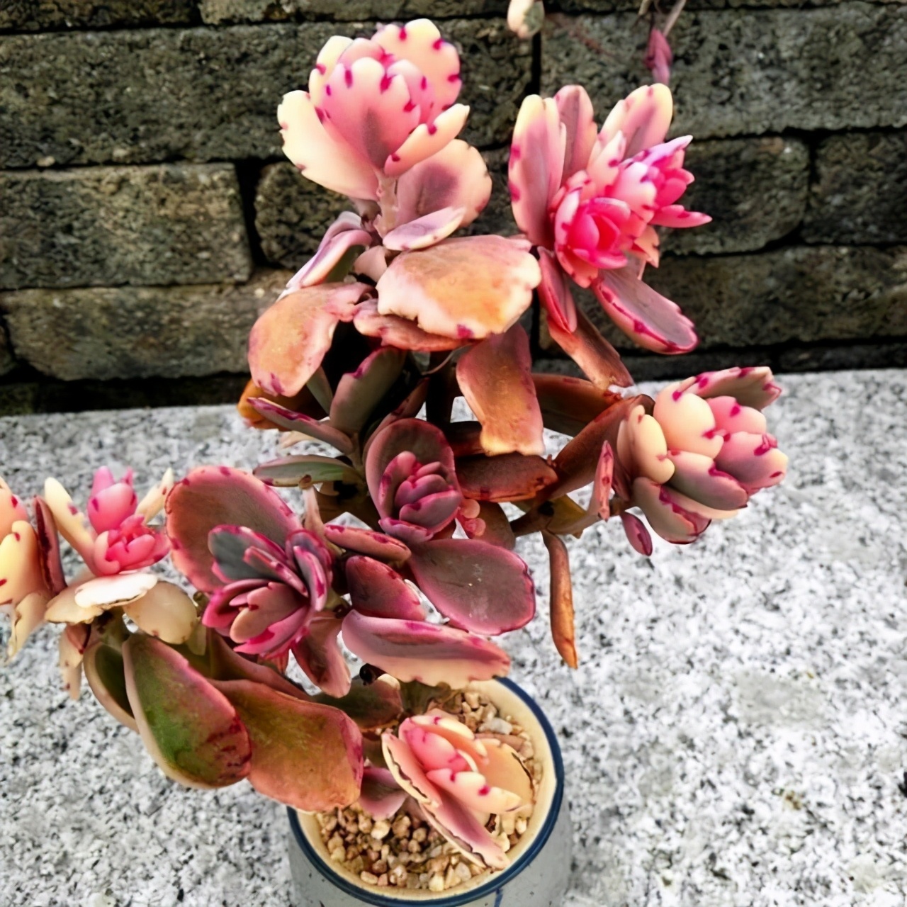 多肉雅乐之舞和晚霞之舞,爱跳舞的植物有哪些