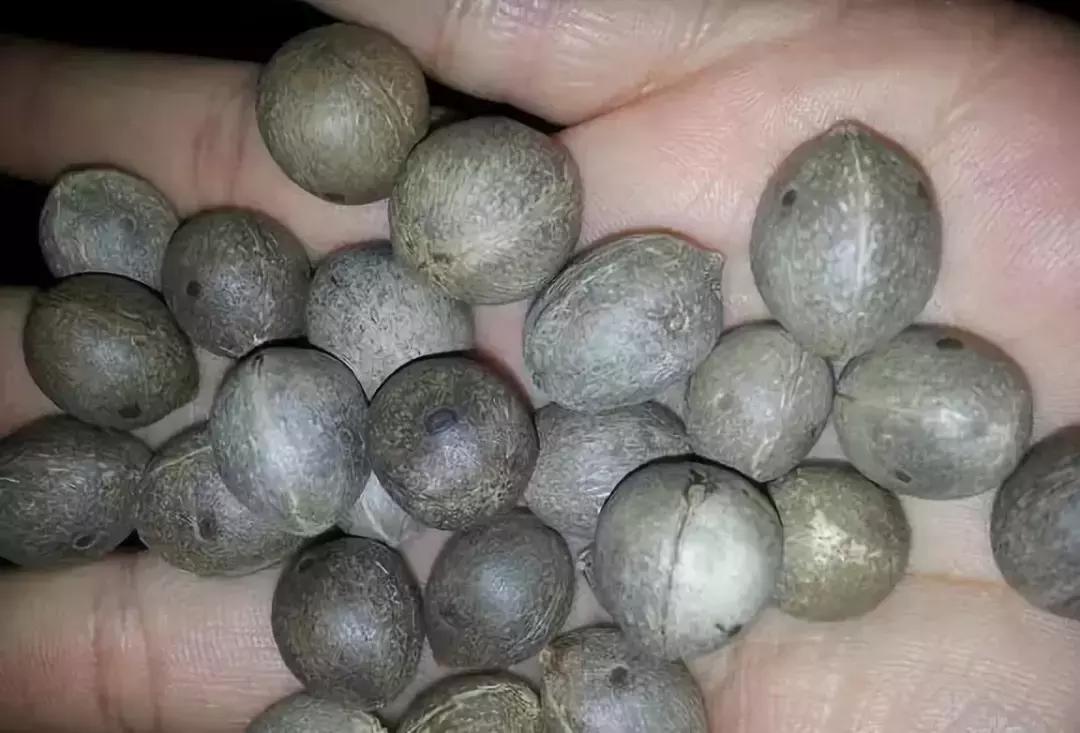 菩提108颗手串极品照片,千眼菩提手串变色图解