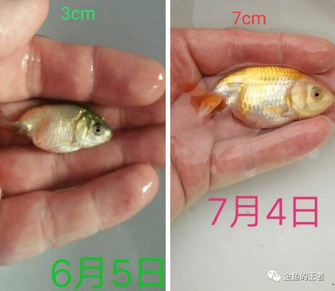 养功考试1个月,20条鱼的前后成长对比,变化太惊艳了