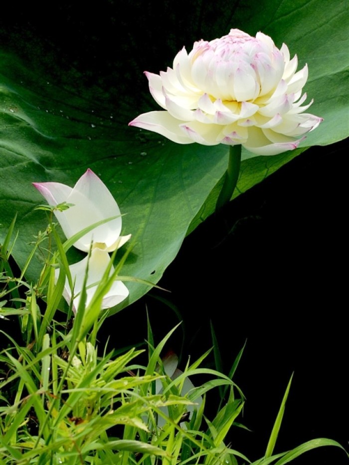 励志人生感悟正能量句子经典,正能量励志激情经典语录