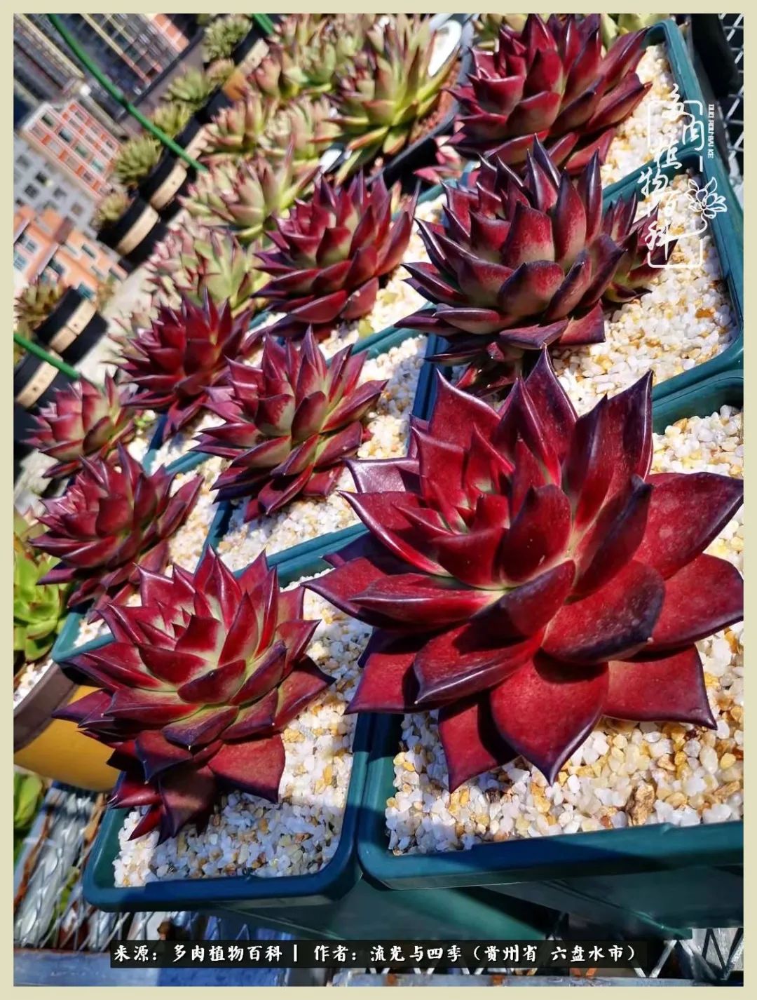 国庆假期你快乐吗?来,凉都美肉与你相伴一一小乌木的霸气东云