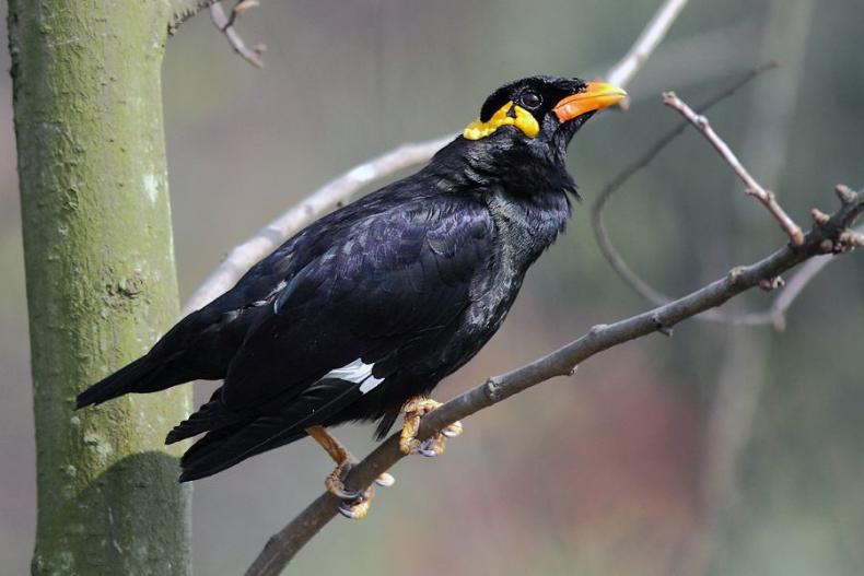 新手养八哥最佳时间,养八哥注意事项和禁忌