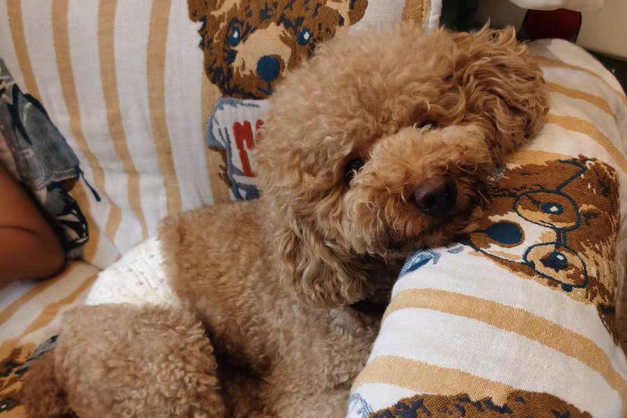 狗狗竟然也会来大姨妈，这7件事铲屎官一定要注意