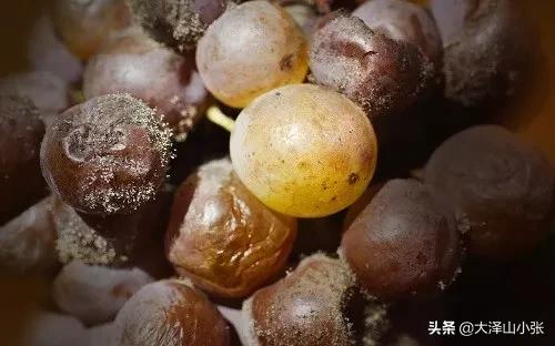 甜白葡萄酒推荐,张裕甜白葡萄酒