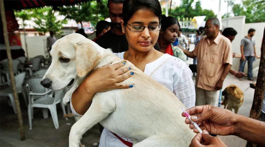 一个医生讲述狂犬病的自述,医生问诊狂犬病视频