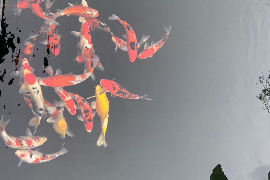 鱼池的硝化细菌怎么培养,锦鲤鱼池硝化细菌培养