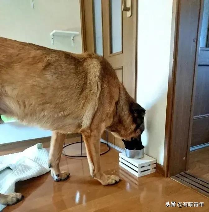 医生说我家猫很有性格,医生说我的猫有点傻