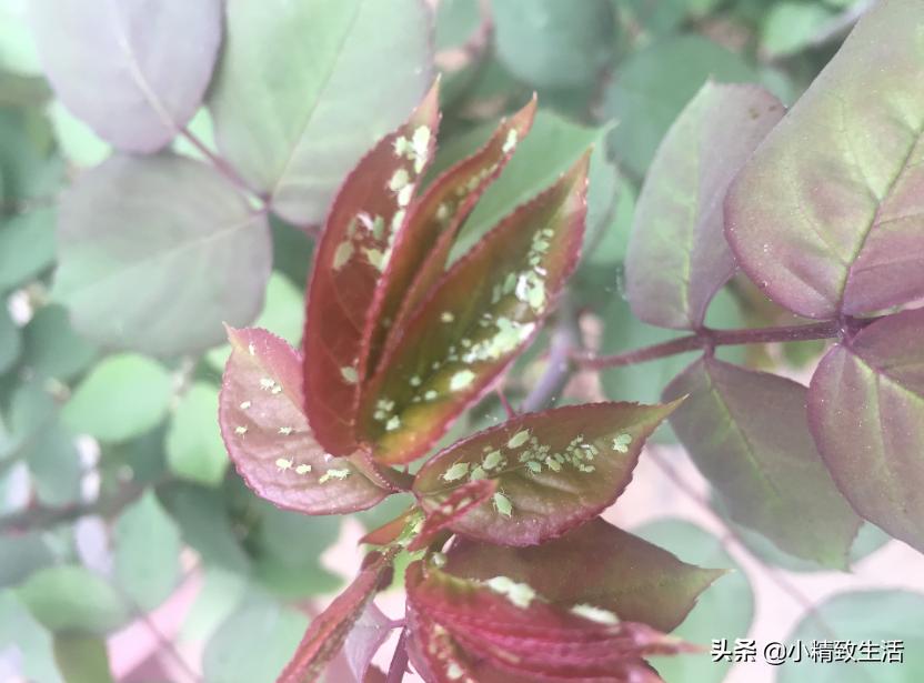 月季花是“药罐子”,常见10种病虫害,预防第一,救治第二