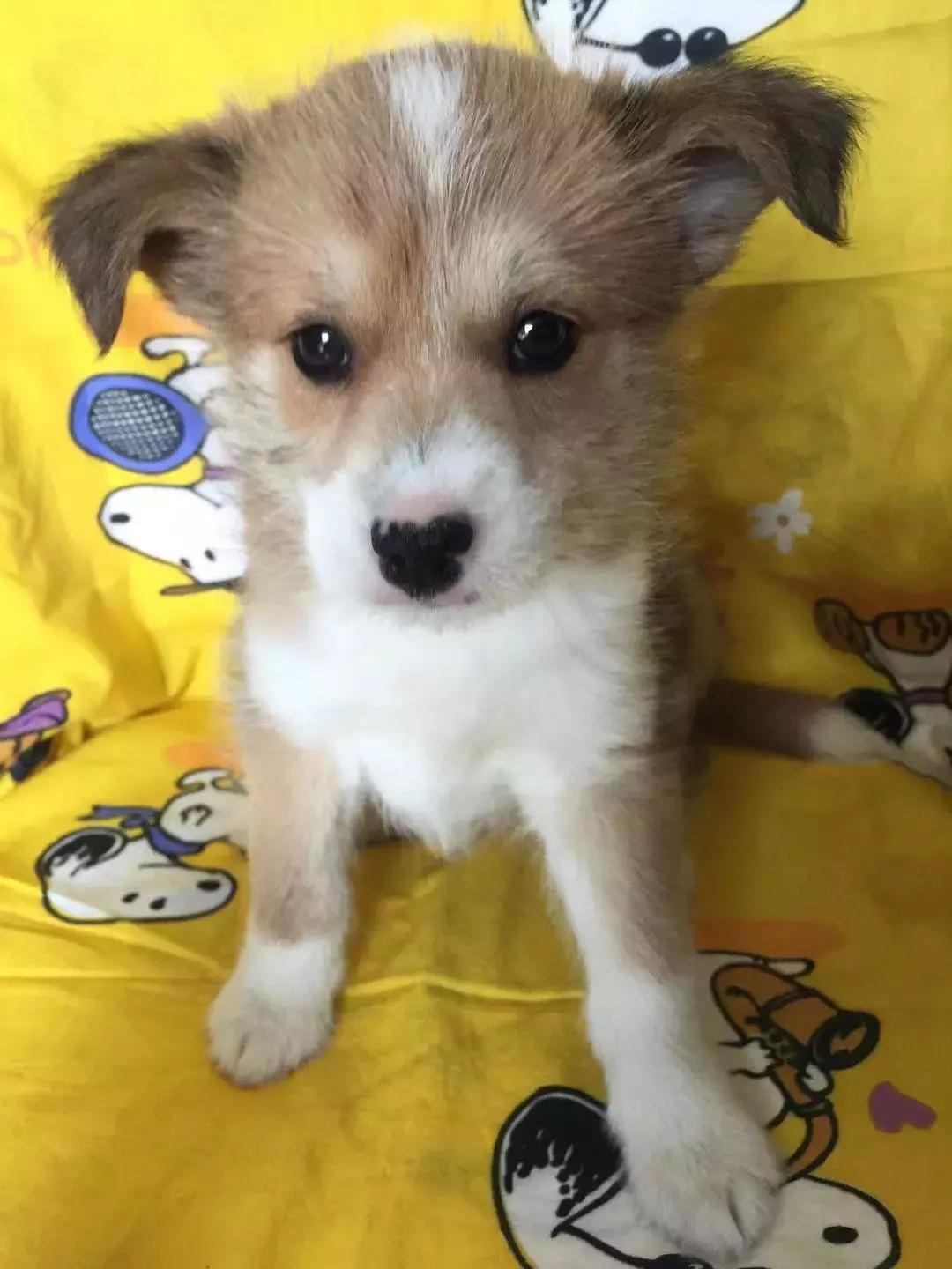 给它们一个家|线上宠物领养日,201903101