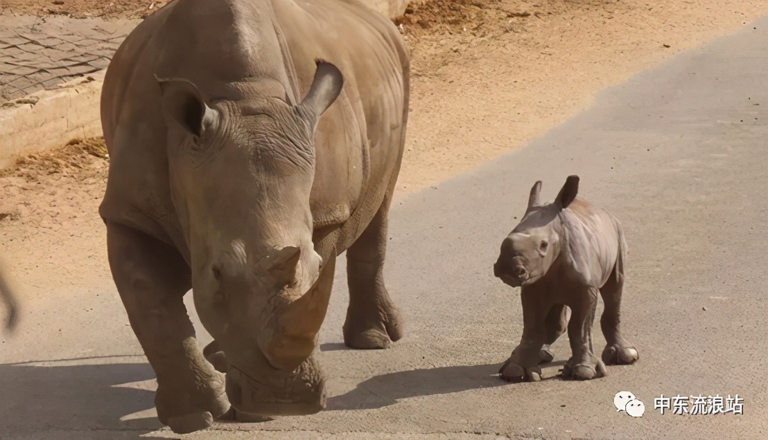 巴以观察：以色列总统限量版啤酒您喝过吗？