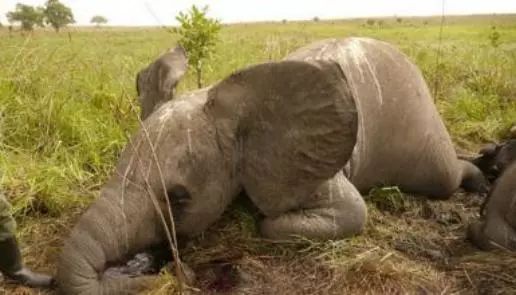 文玩的十大黑幕,文玩最让人无奈的六件事