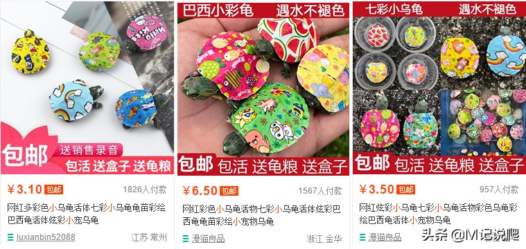 巴西龟为什么会成为宠物主流,巴西龟是世界上公认的生态杀手