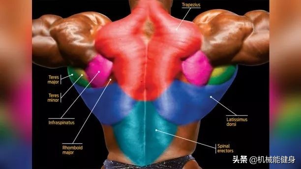 健身美背小背心一体式推荐,在健身房想练腿练哪些