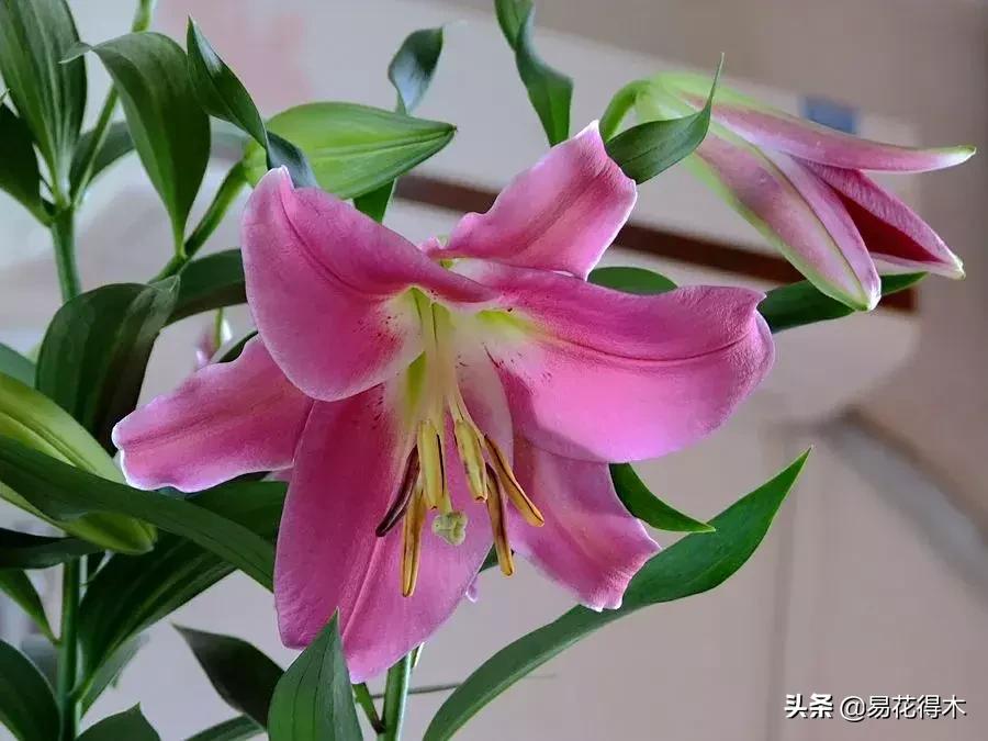 百合花开花后怎么留种球,百合花开花后晒太阳吗