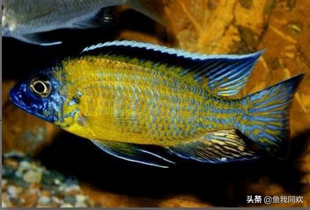 三湖慈鲷颜色变淡什么原因,三湖慈鲷底砂粪便怎么处理