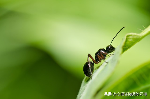 小时候不小心杀死蚂蚁怎么忏悔,为被杀的动物忏悔