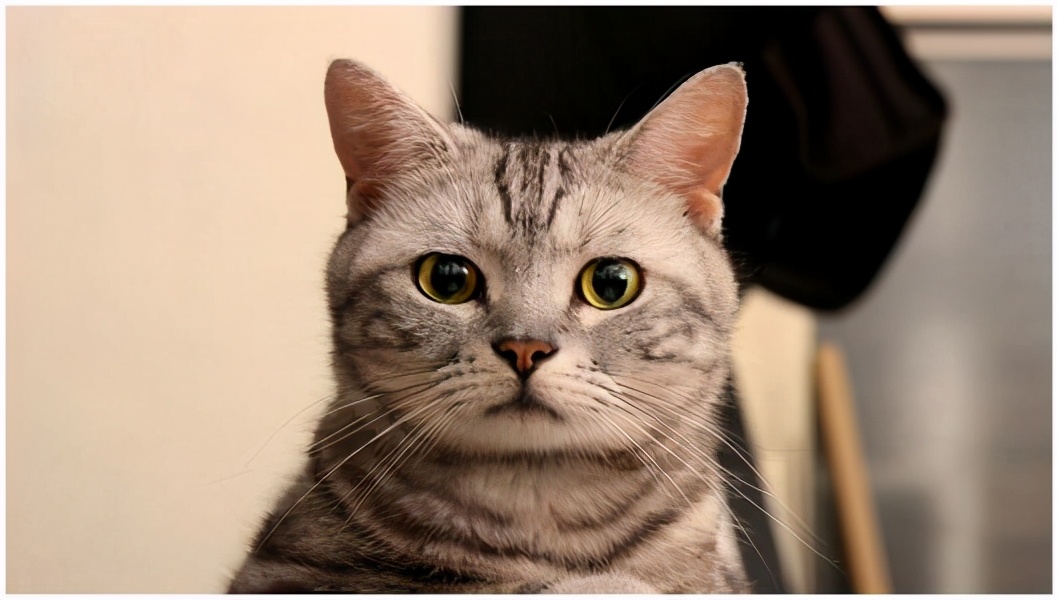 猫咪呕吐处理攻略,猫咪常见的呕吐原因及治疗方法