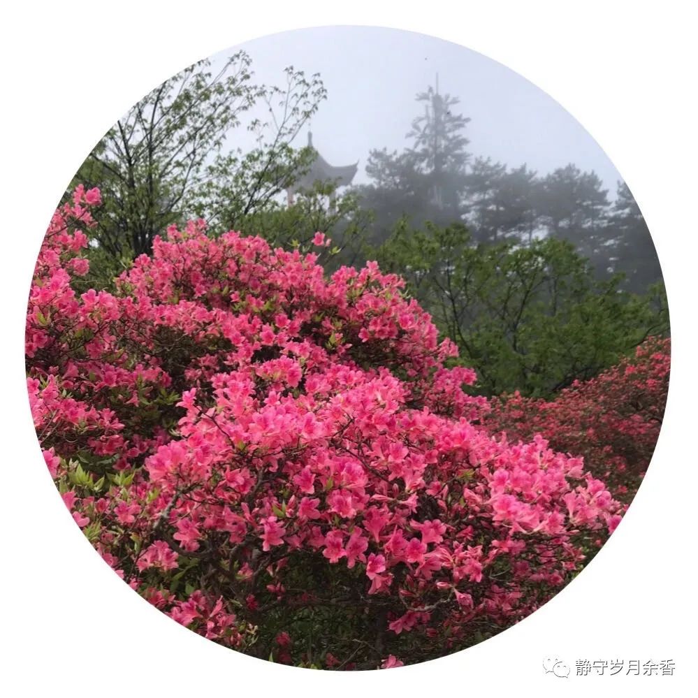 情满龟峰·诗涌花海