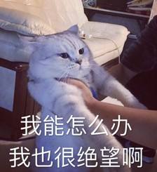 怎么判断吉娃娃吃饱了,吉娃娃吃饱