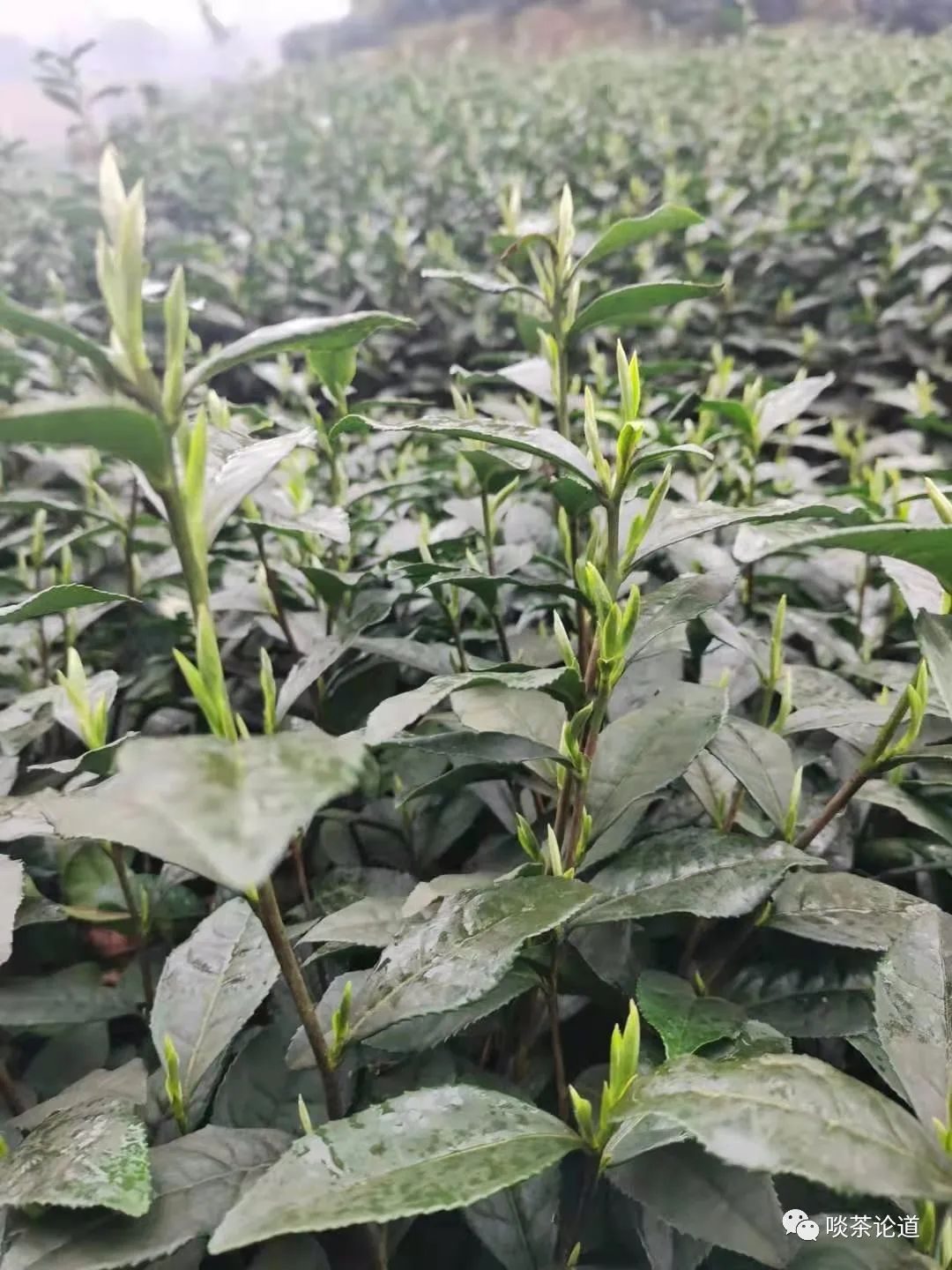 现在上市的新茶值得买吗,现在上市的新茶有哪几种